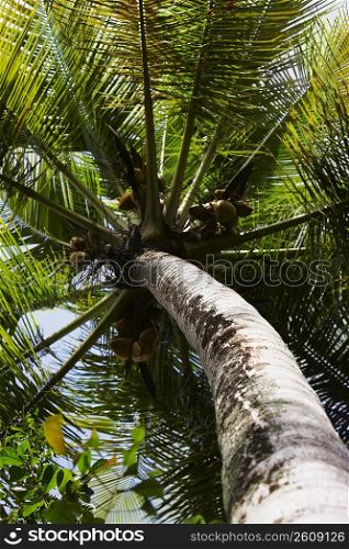 Low angle view of a Palm tree, Puerto Rico
