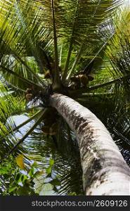 Low angle view of a Palm tree, Puerto Rico