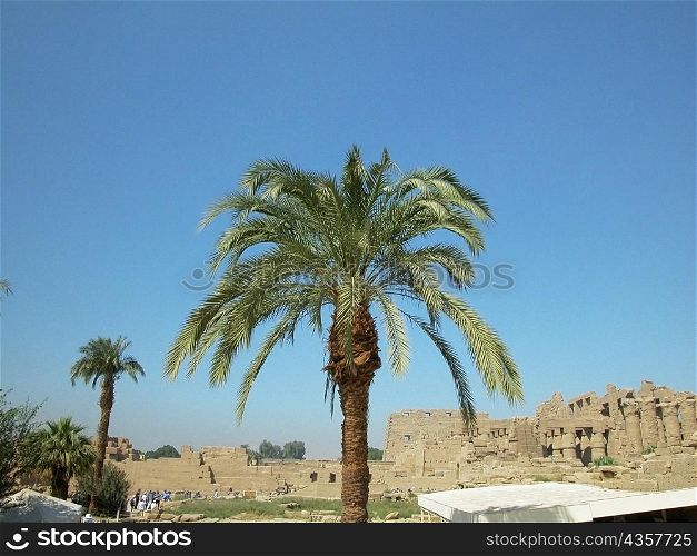 Low angle view of a palm tree, Temples Of Karnak, Luxor, Egypt