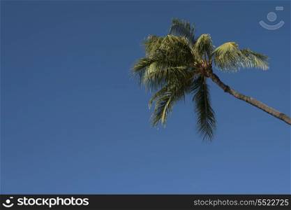 Low angle view of a palm tree, Waikiki, Honolulu, Oahu, Hawaii, USA