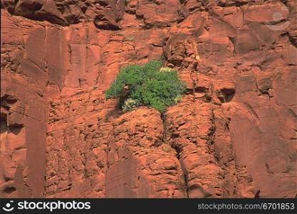 Low angle view of a plant growing on a rock formation