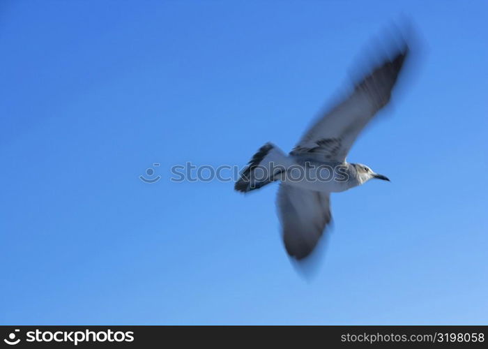 Low angle view of a seagull flying