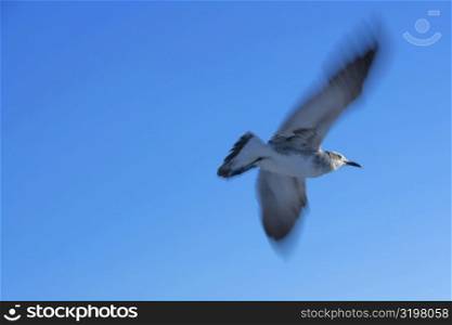 Low angle view of a seagull flying