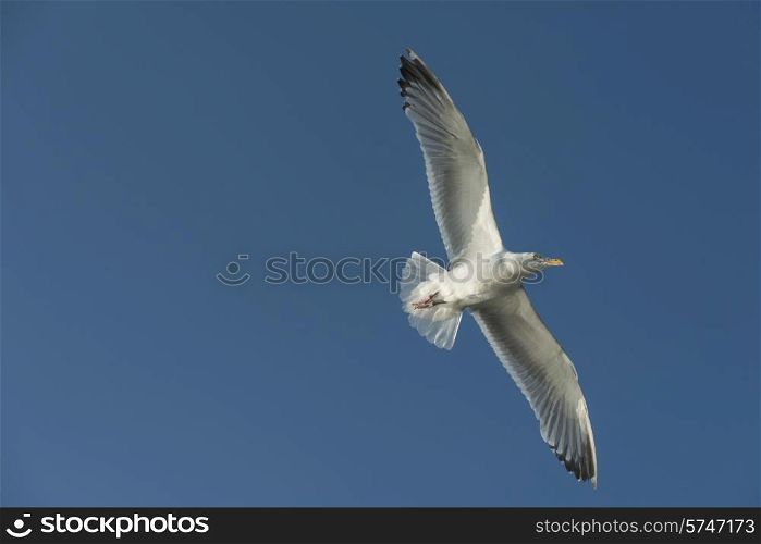 Low angle view of a seagull flying in the sky, Lake of The Woods, Ontario, Canada