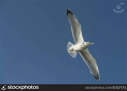 Low angle view of a seagull flying in the sky, Lake of The Woods, Ontario, Canada