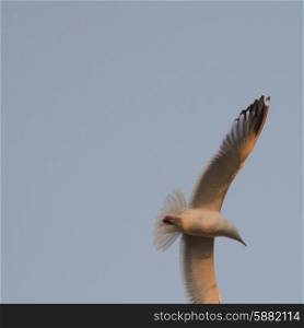 Low angle view of a seagull flying in the sky, Lake Of The Woods, Ontario, Canada