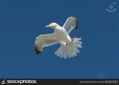 Low angle view of a seagull flying in the sky, Unorganized Kenora, Kenora, Lake of The Woods, Ontario, Canada
