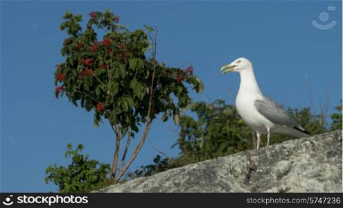 Low angle view of a seagull perching, Kenora, Lake of The Woods, Ontario, Canada