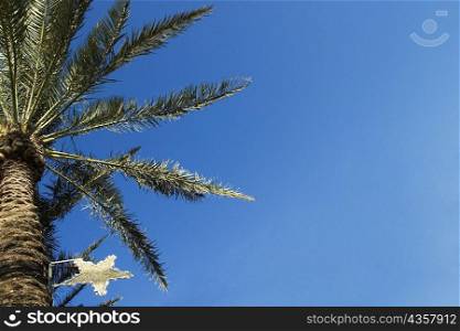 Low angle view of a star shape on a palm tree