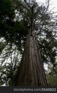 Low angle view of a tree, Deception Pass State Park, Washington State, USA