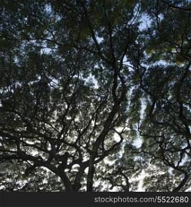 Low angle view of a tree, Haleiwa, North Shore, Oahu, Hawaii, USA