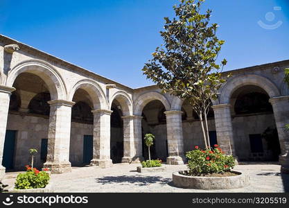 Low angle view of a tree in the courtyard of a building, Santa Catalina Convent, Arequipa, Peru