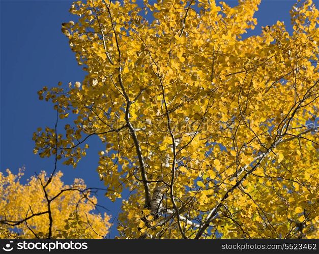 Low angle view of a tree, Kenora, Lake of The Woods, Ontario, Canada