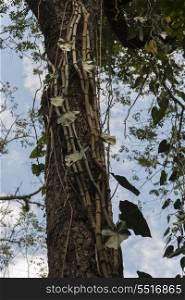 Low angle view of a tree, Macaw Mountain Bird Park, Copan, Copan Ruinas, Copan Department, Honduras