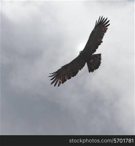 Low angle view of an eagle flying in the sky, Bhutan