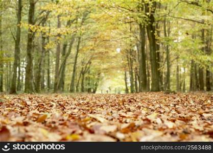 Low Angle View Of Autumn Woods