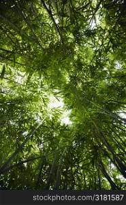 Low angle view of bamboo forest.