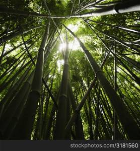 Low angle view of bamboo forest in Maui, Hawaii.