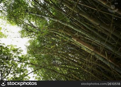 Low angle view of bamboo trees in a forest, Puerto Rico