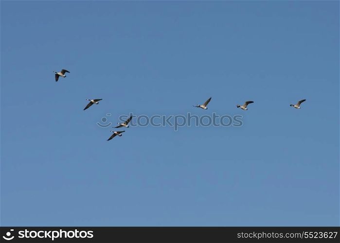 Low angle view of birds flying in the sky, Kenora, Lake of The Woods, Ontario, Canada