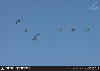 Low angle view of birds flying in the sky, Kenora, Lake of The Woods, Ontario, Canada