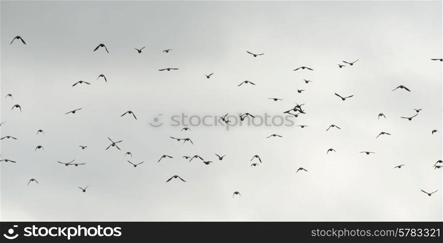 Low angle view of birds flying in the sky, Plaisance, Quebec, Canada