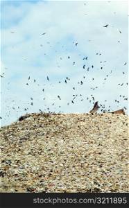 Low angle view of birds flying over a garbage heap