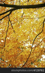 Low angle view of branches of a tree