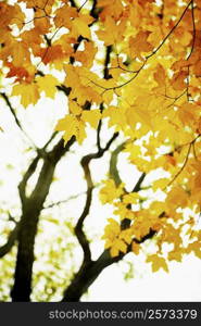 Low angle view of branches of a tree, Central Park, Manhattan, New York City, New York State, USA