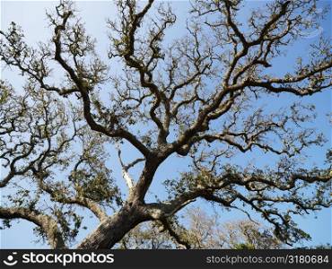 Low angle view of branches of live oak tree with blue sky in background.