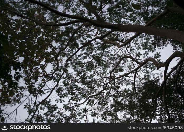 Low angle view of branches of tree, Mount Phousi, Luang Prabang, Laos