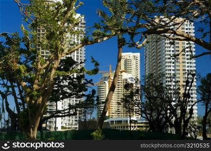 Low angle view of buildings behind trees, Miami, Florida, USA