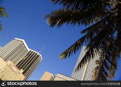 Low angle view of buildings in a city, Miami, Florida, USA