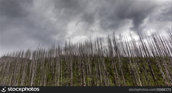 Low angle view of burnt trees against cloudy sky, West Glacier, Going-to-the-Sun Road, Glacier National Park, Glacier County, Montana, USA