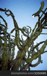 Low angle view of cactus plants, San Diego, California, USA