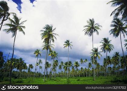 Low angle view of clouds over palm trees, Caribbean