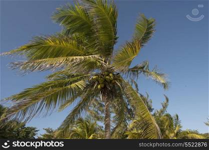 Low angle view of coconut palm tree, Utila, Bay Islands, Honduras