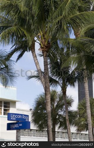 Low angle view of coconut palm trees, Miami, Florida, USA