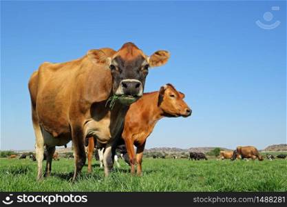 Low-angle view of dairy cows grazing on lush green pasture against a clear blue sky