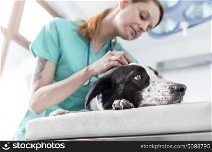Low angle view of doctor examining dog on bed at veterinary clinic