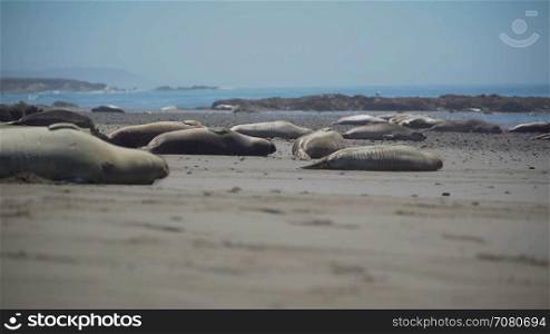 Low angle view of elephant seals near San Simeon California