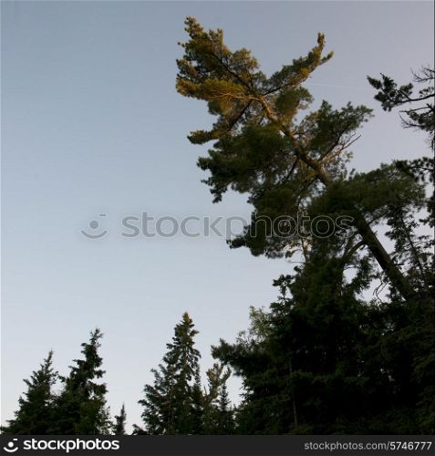 Low angle view of evergreen trees, Lake of The Woods, Ontario, Canada