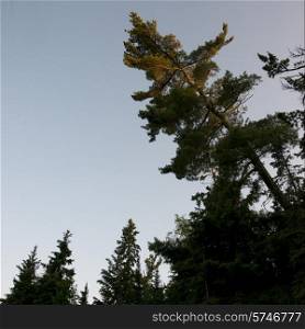 Low angle view of evergreen trees, Lake of The Woods, Ontario, Canada