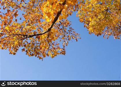 Low angle view of fall leave of tree branch.