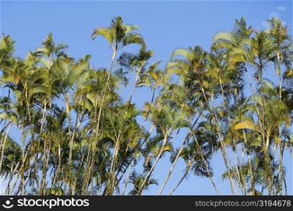 Low angle view of ferns, Akaka Falls State Park, Hilo, Big Island, Hawaii Islands, USA