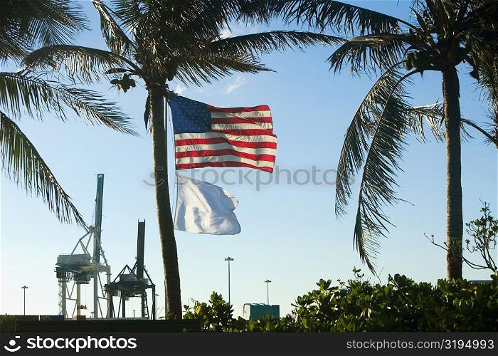 Low angle view of flags behind palm trees, Miami, Florida, USA