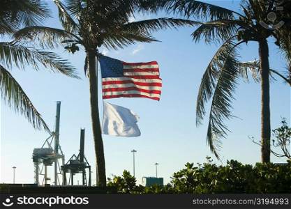 Low angle view of flags behind palm trees, Miami, Florida, USA