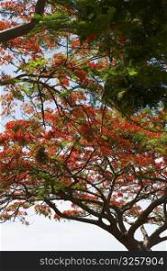Low angle view of Flame trees (Delonix regia)