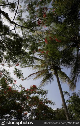 Low angle view of Flame trees (Delonix regia) in a forest, Puerto Rico