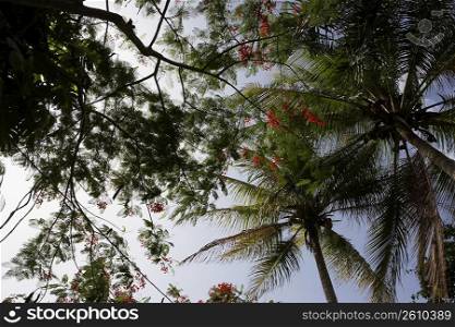 Low angle view of Flame trees (Delonix regia) in a forest, Puerto Rico